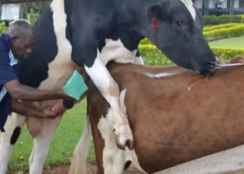 Veterinary Council Enforce Registration Fees as Crackdown Looms on Unlicensed Vets