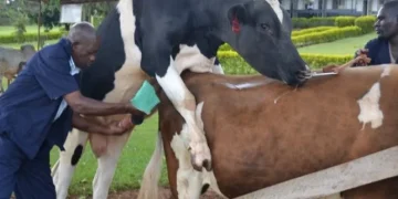 Veterinary Council Enforce Registration Fees as Crackdown Looms on Unlicensed Vets