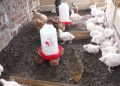 Some of the broiler chickens found at the poultry farm where the incident occurred.
