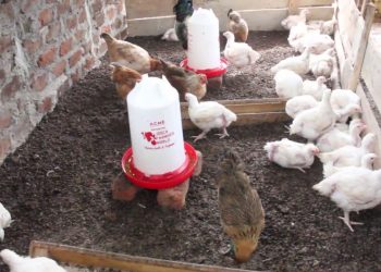 Some of the broiler chickens found at the poultry farm where the incident occurred.