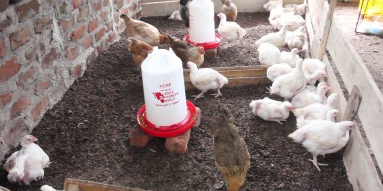 Some of the broiler chickens found at the poultry farm where the incident occurred.