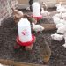 Some of the broiler chickens found at the poultry farm where the incident occurred.
