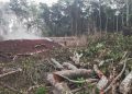 Government Moves to Cancel Illegal Titles on Greater Masaka Forest Reserves