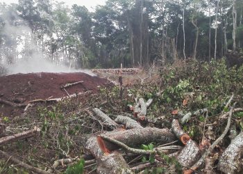 Government Moves to Cancel Illegal Titles on Greater Masaka Forest Reserves