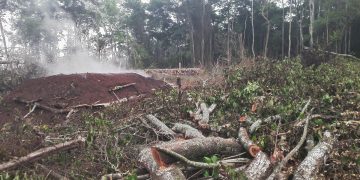 Government Moves to Cancel Illegal Titles on Greater Masaka Forest Reserves