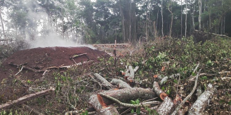 Government Moves to Cancel Illegal Titles on Greater Masaka Forest Reserves