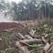 Government Moves to Cancel Illegal Titles on Greater Masaka Forest Reserves