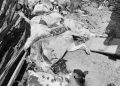 Violent Land Disputes Leave Hundreds of Animals Dead in Luwero, Nakasongola ‎