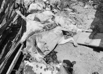Violent Land Disputes Leave Hundreds of Animals Dead in Luwero, Nakasongola ‎