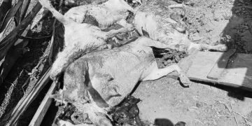 Violent Land Disputes Leave Hundreds of Animals Dead in Luwero, Nakasongola ‎