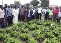 DSG Rose Namayanja Nsereko the Executive Director of RNF and other leaders inspecting some of the banana tissues which they donated to PTCs