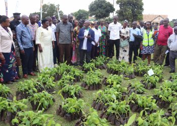 DSG Rose Namayanja Nsereko the Executive Director of RNF and other leaders inspecting some of the banana tissues which they donated to PTCs