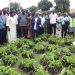 DSG Rose Namayanja Nsereko the Executive Director of RNF and other leaders inspecting some of the banana tissues which they donated to PTCs