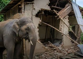 Government to Train Communities on Preventing Wildlife Conflicts