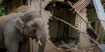 Government to Train Communities on Preventing Wildlife Conflicts
