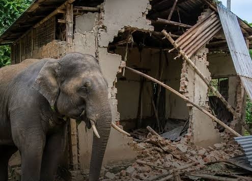 Government to Train Communities on Preventing Wildlife Conflicts