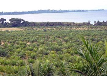 Who Benefits From Kalangala’s Shs12bn Fertiliser Deal?