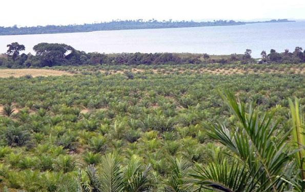 Who Benefits From Kalangala’s Shs12bn Fertiliser Deal?